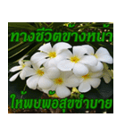 Plumeria of happiness northeast V. 2（個別スタンプ：38）