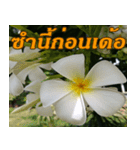 Plumeria of happiness northeast V. 2（個別スタンプ：39）