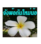 Plumeria of happiness northeast V. 2（個別スタンプ：40）