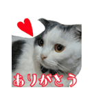 ニコとユキとサン（個別スタンプ：1）