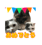 ニコとユキとサン（個別スタンプ：2）