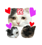 ニコとユキとサン（個別スタンプ：3）