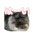 ニコとユキとサン（個別スタンプ：5）