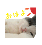 ニコとユキとサン（個別スタンプ：13）