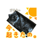 ニコとユキとサン（個別スタンプ：14）