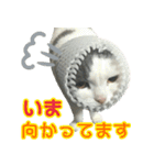 ニコとユキとサン（個別スタンプ：16）