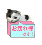 ニコとユキとサン（個別スタンプ：17）
