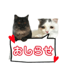 ニコとユキとサン（個別スタンプ：18）