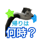 ニコとユキとサン（個別スタンプ：19）