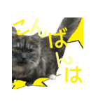 ニコとユキとサン（個別スタンプ：20）