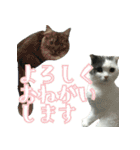 ニコとユキとサン（個別スタンプ：23）