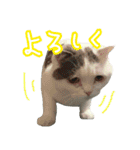 ニコとユキとサン（個別スタンプ：24）