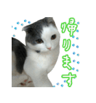 ニコとユキとサン（個別スタンプ：30）