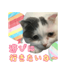 ニコとユキとサン（個別スタンプ：31）