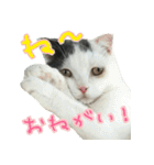 ニコとユキとサン（個別スタンプ：32）