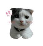 ニコとユキとサン（個別スタンプ：33）