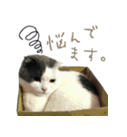 ニコとユキとサン（個別スタンプ：36）