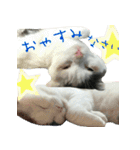 ニコとユキとサン（個別スタンプ：38）