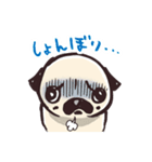 パグのこぶちゃん日常スタンプ（個別スタンプ：36）