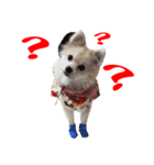 POMPOM - WK（個別スタンプ：3）
