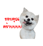 POMPOM - WK（個別スタンプ：5）