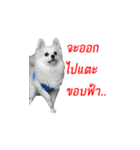 POMPOM - WK（個別スタンプ：9）