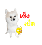 POMPOM - WK（個別スタンプ：10）