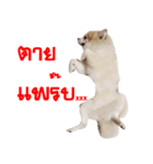 POMPOM - WK（個別スタンプ：12）