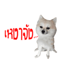 POMPOM - WK（個別スタンプ：13）