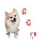 POMPOM - WK（個別スタンプ：18）
