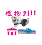 Asked（個別スタンプ：16）