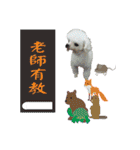Asked（個別スタンプ：18）