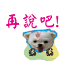 Asked（個別スタンプ：32）