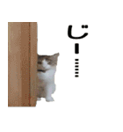 ミケ猫ミーシャのにちじょう（個別スタンプ：1）