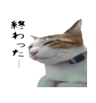 ミケ猫ミーシャのにちじょう（個別スタンプ：2）