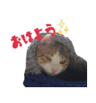 ミケ猫ミーシャのにちじょう（個別スタンプ：3）