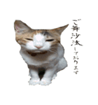 ミケ猫ミーシャのにちじょう（個別スタンプ：5）