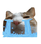 ミケ猫ミーシャのにちじょう（個別スタンプ：6）