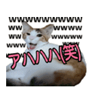 ミケ猫ミーシャのにちじょう（個別スタンプ：9）