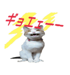 ミケ猫ミーシャのにちじょう（個別スタンプ：12）