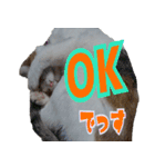 ミケ猫ミーシャのにちじょう（個別スタンプ：13）