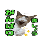 ミケ猫ミーシャのにちじょう（個別スタンプ：14）