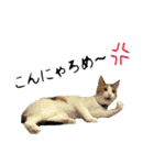 ミケ猫ミーシャのにちじょう（個別スタンプ：15）