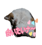 ミケ猫ミーシャのにちじょう（個別スタンプ：16）