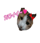 ミケ猫ミーシャのにちじょう（個別スタンプ：17）
