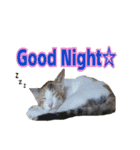 ミケ猫ミーシャのにちじょう（個別スタンプ：18）