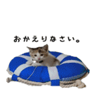 ミケ猫ミーシャのにちじょう（個別スタンプ：19）