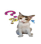 ミケ猫ミーシャのにちじょう（個別スタンプ：20）