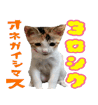 ミケ猫ミーシャのにちじょう（個別スタンプ：21）