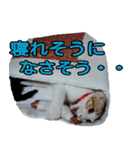ミケ猫ミーシャのにちじょう（個別スタンプ：22）